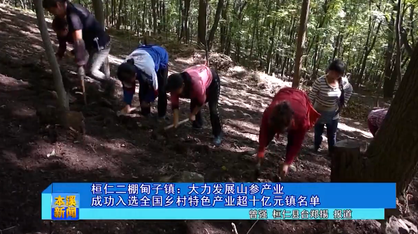 桓仁二棚甸子镇：大力发展山参产业 成功入选全国乡村特色产业超十亿元镇名单